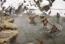 Jigokudani Monkey Park